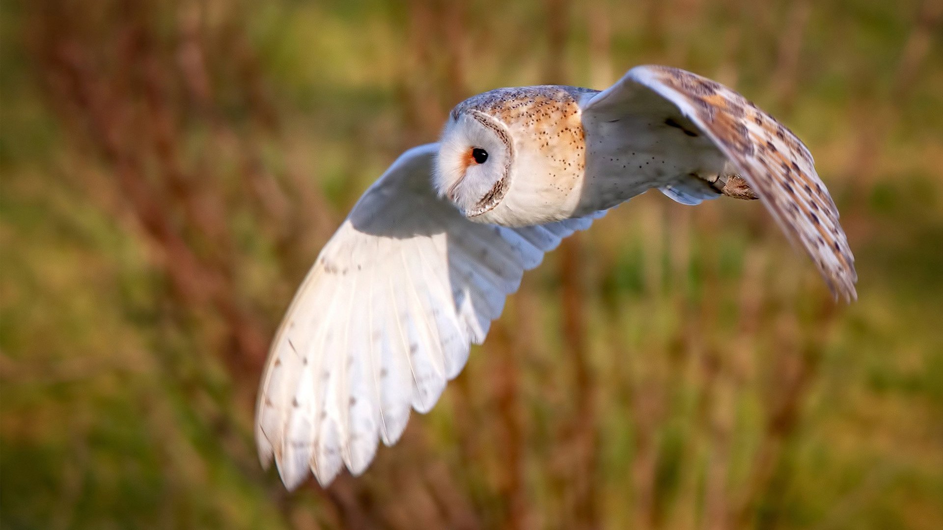 虚构之战,真实英雄,利拉德超越联盟的致胜投射
