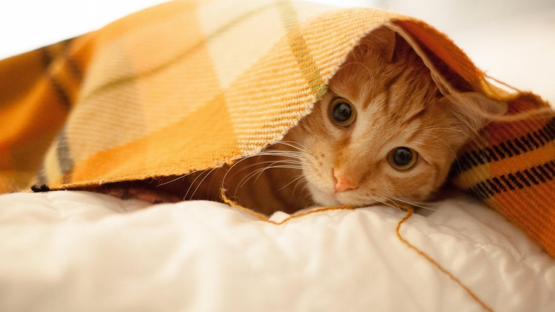 当穆勒挺身而出时，奥林匹斯山的阴影笼罩拉齐奥