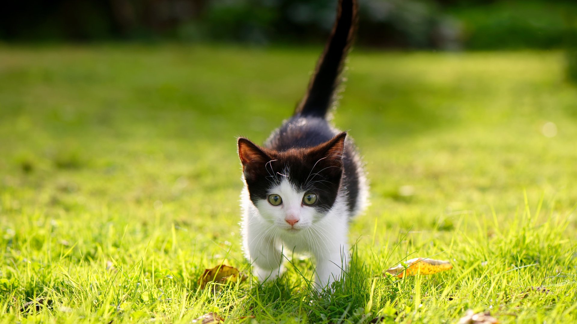 绝境逢生！广厦决胜局力克爵士，拉梅洛魔术师般掌控全场