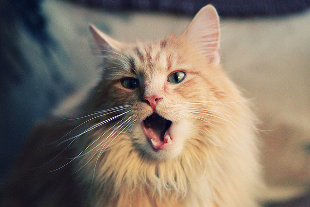 哈登50分风暴席卷五棵松!鹈鹕表演赛大胜北京队40分背后的东西对话