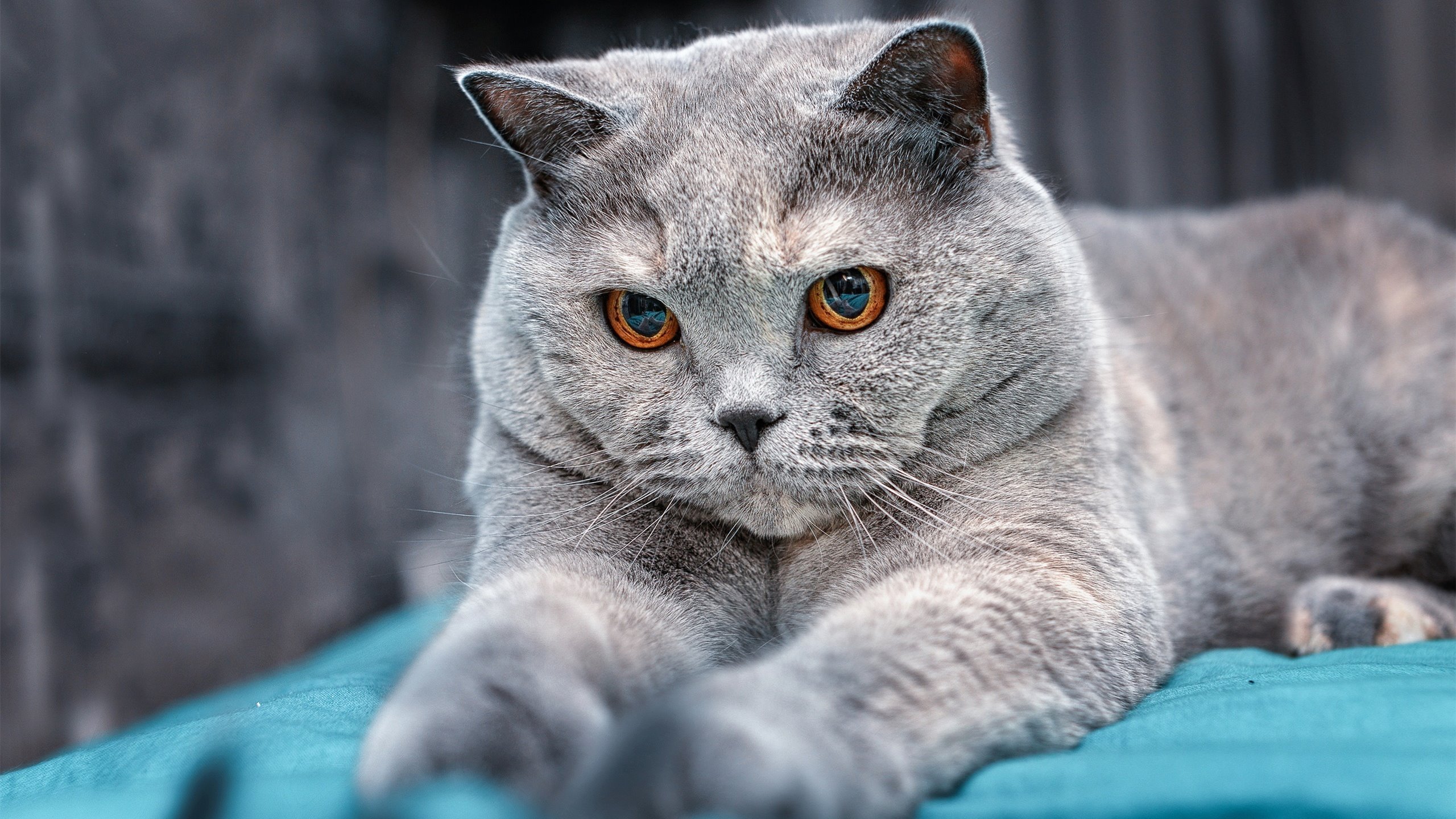 铁壁防线!多特蒙德欧冠焦点战锁死马竞,世界排名争夺战再燃烽火