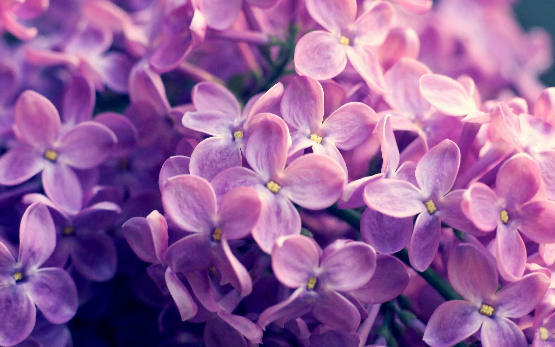 劳塔罗，一支为利物浦节奏而生的画笔，加拿大画布上挥毫印象派狂想