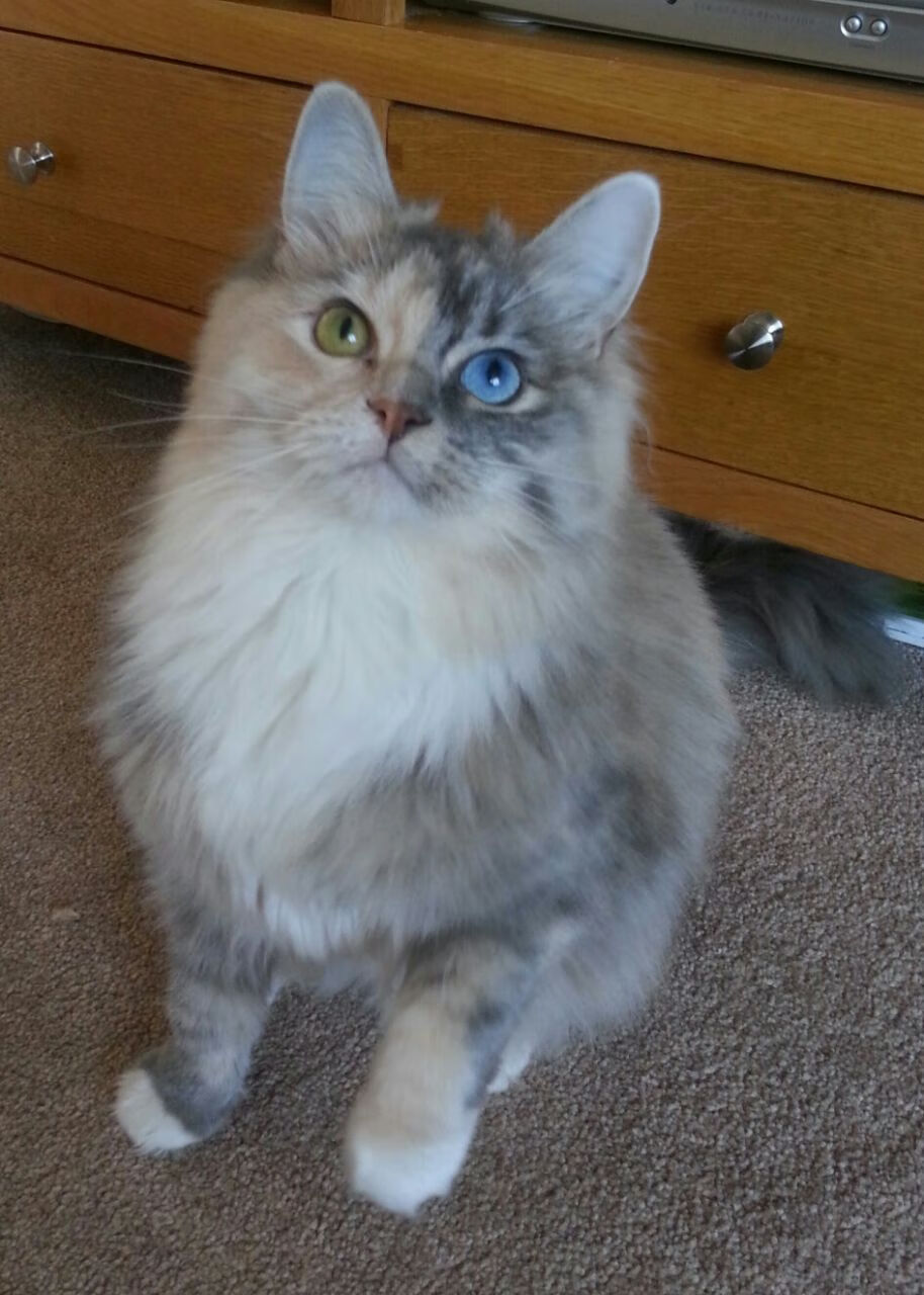 德甲争冠焦点战启示录，骑士精神完胜吉林队，跨界竞技的巅峰对决