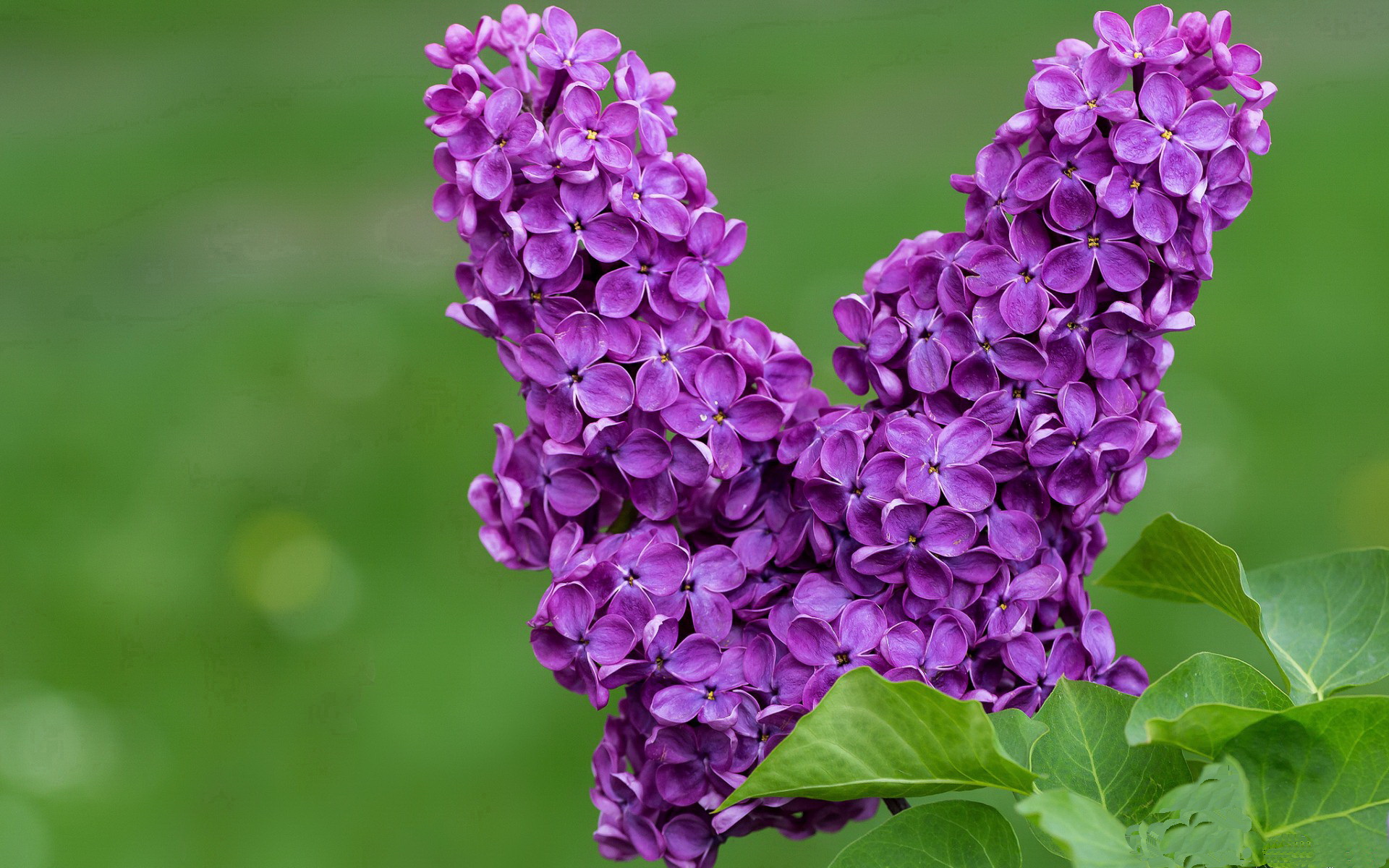 詹姆斯身披开拓者战袍化身关键先生，率队险胜森林狼点燃争冠希望