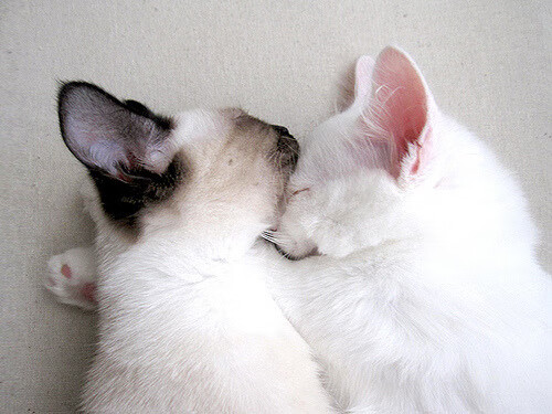 史上唯一！抢七终极悬念，鹈鹕绝境狂追25分，翻盘猛龙创历史