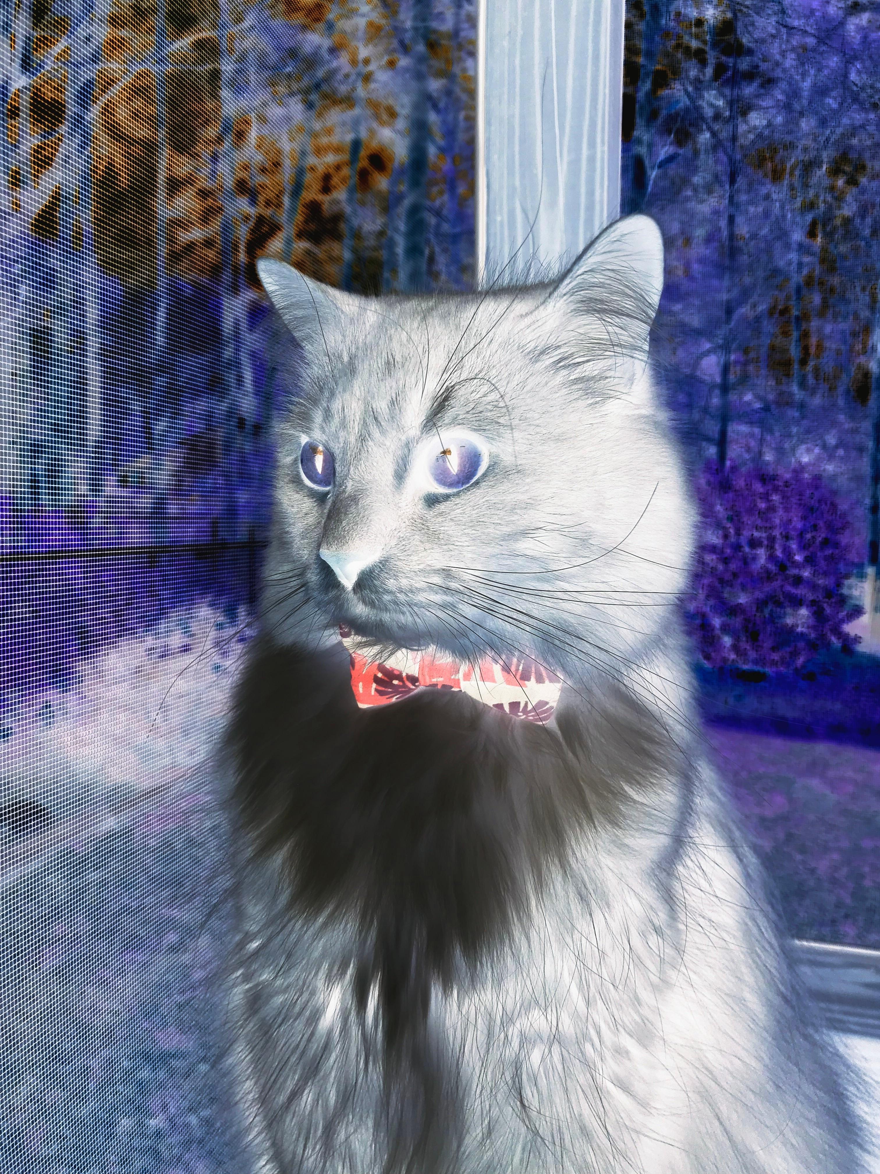 高压窒息术与点球之冷，若日尼奥的十二码哲学如何为那不勒斯奠定胜局