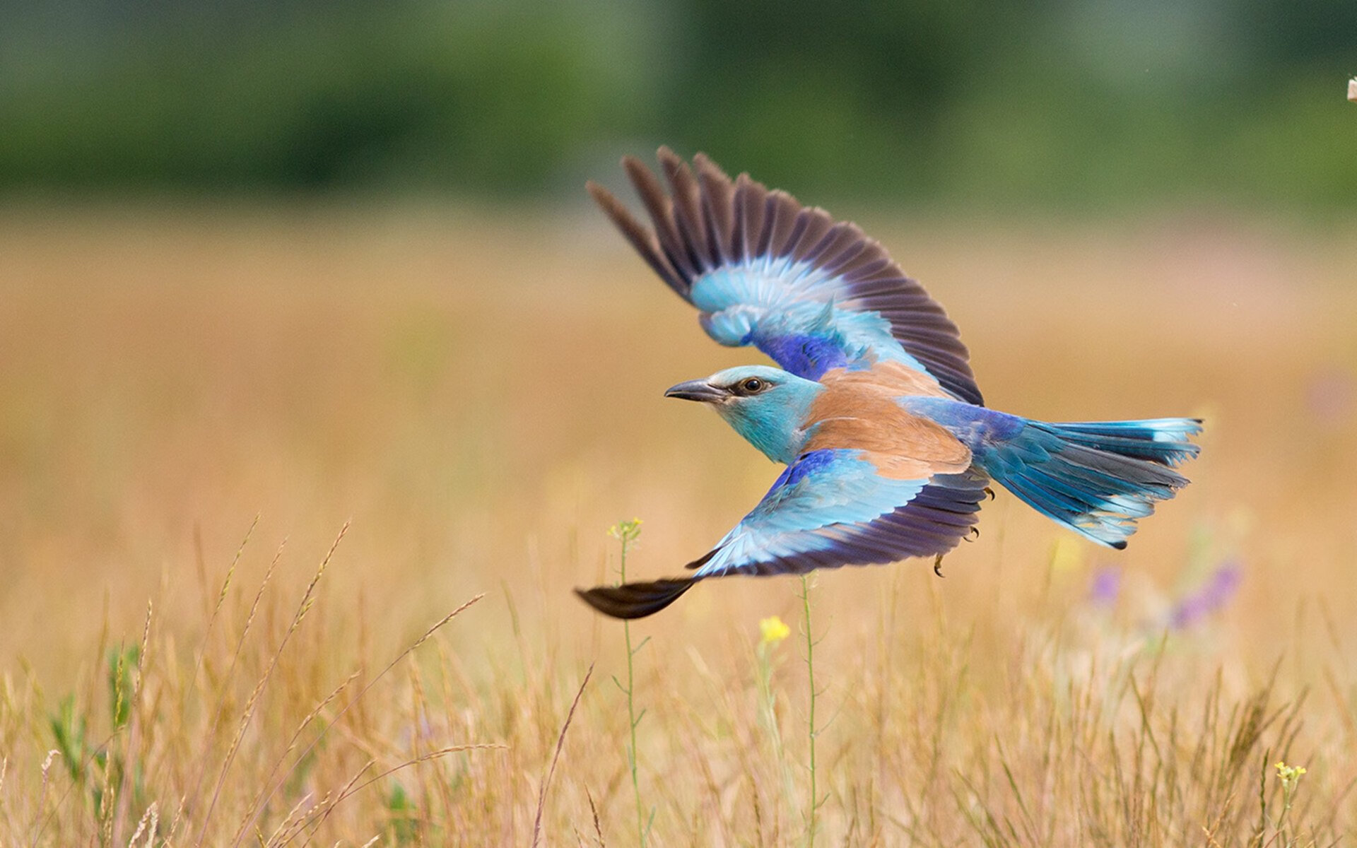 绿茵兵法破解北境神话，当意甲焦点战的智慧助国王稳稳拿下森林狼