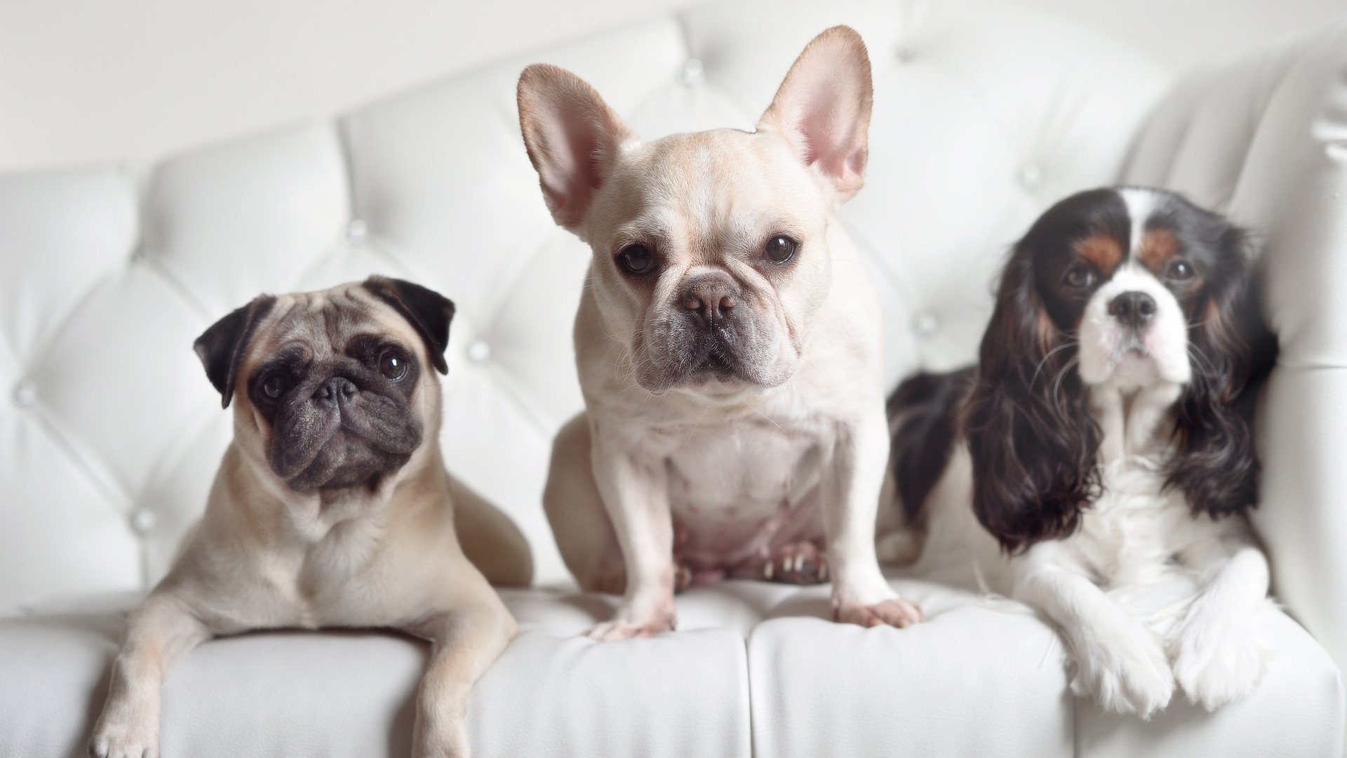 当红龙盘踞王子公园，无名英雄楚阿梅尼如何用防守的艺术冻结巴黎