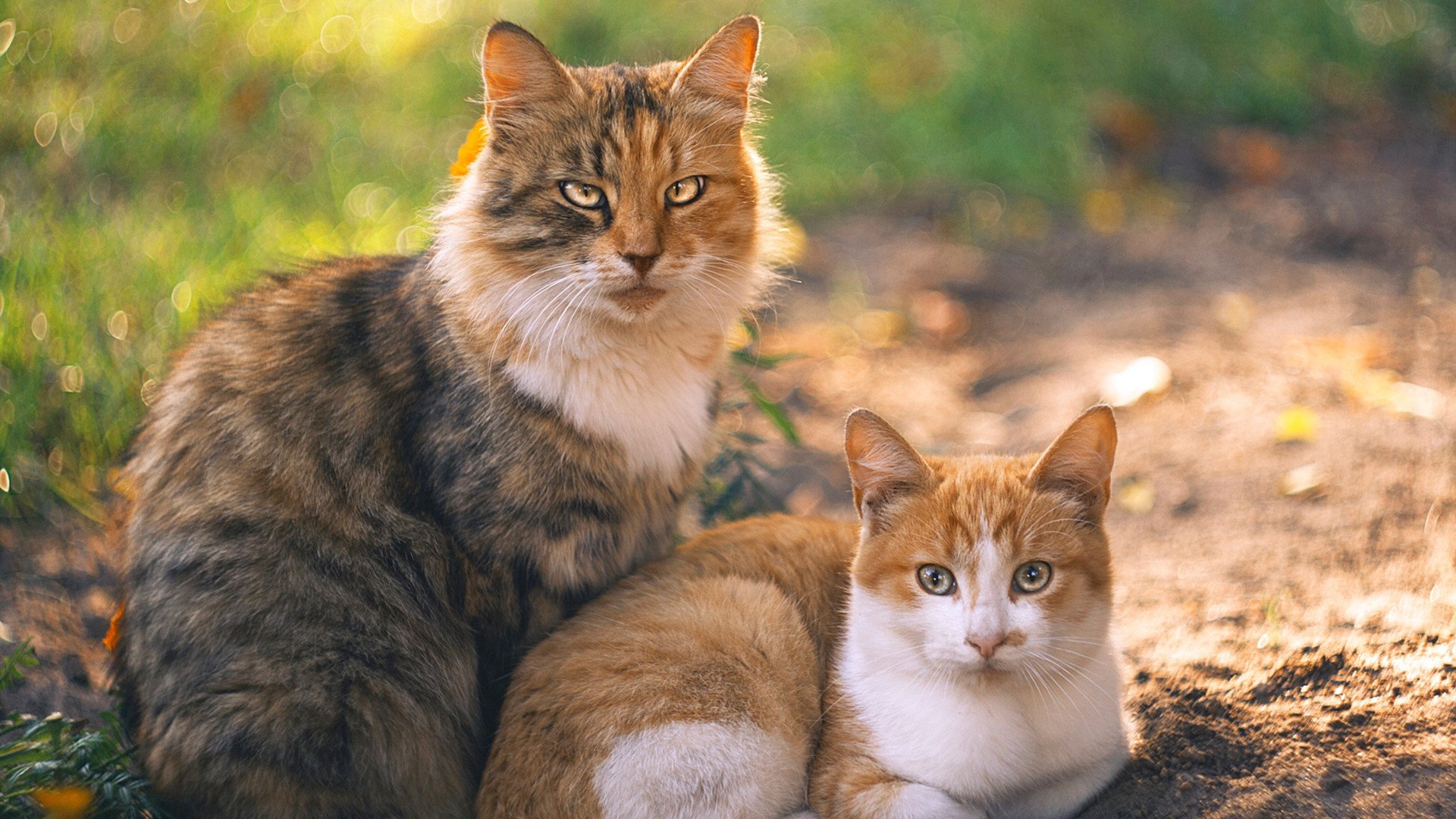 硬仗之王的试炼场，从孙兴慜的拜仁征服到喀麦隆的冠军血脉