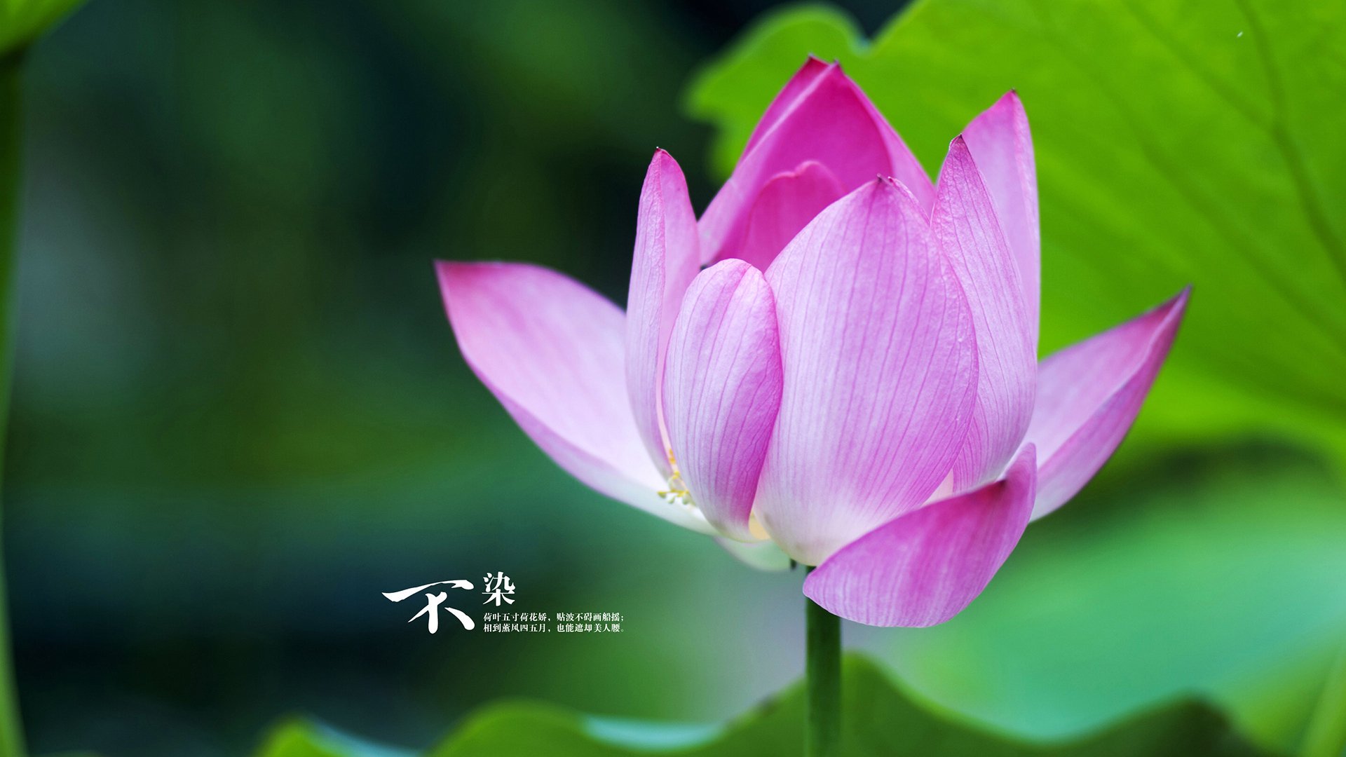 黑色旋风锁定胜局!米切尔化身广厦克星,北京外线铁蹄横扫强敌