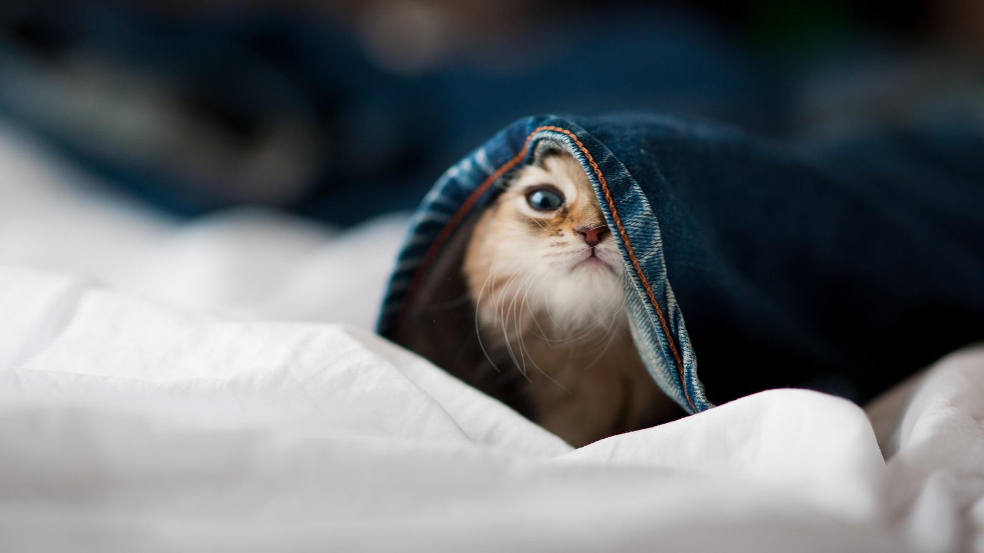 关键先生迪马利亚闪耀,贝蒂斯踏平切尔西创奇迹