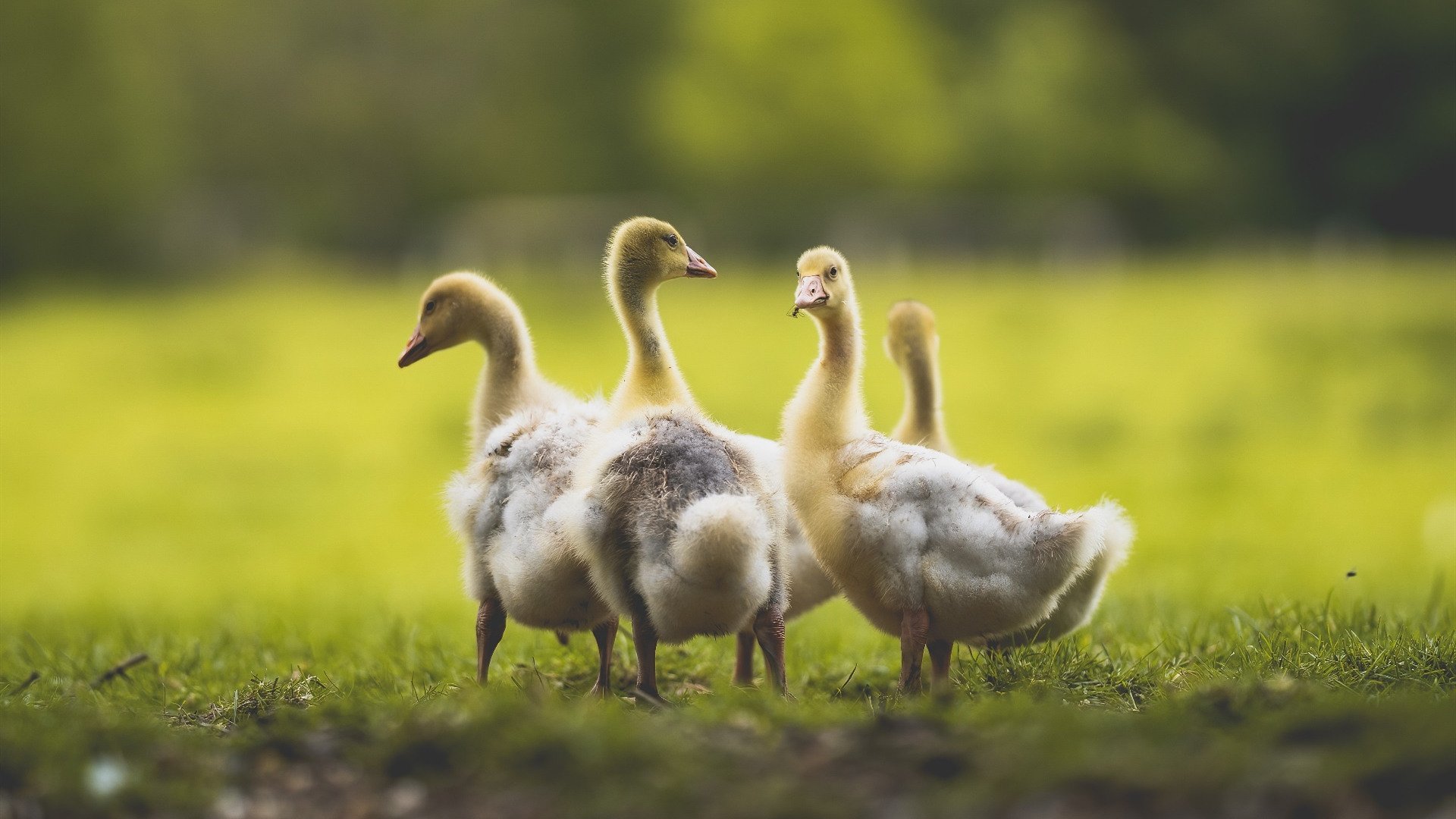 国歌在巴黎奏响,当阿劳霍将乌拉圭的钢铁防线,筑成巴黎夜空下的叹息之墙