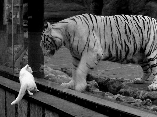 跨越竞技的王者剧本,当足球场化身东决舞台,梅西交出冠军级答案