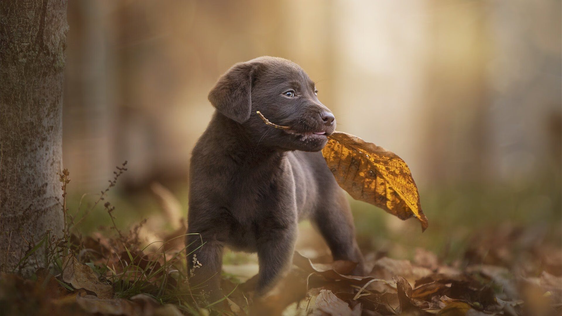 风暴眼与绝对掌控,当曼城用20分钟冻结欧洲足球的全部想象