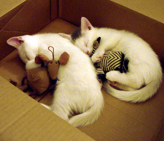 绿茵与硬木的唯一性公式，当国家德比遇见京奇决胜