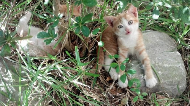 金色转身的瞬间，奥运周期关键战之夜，凯恩如何成为胜负手