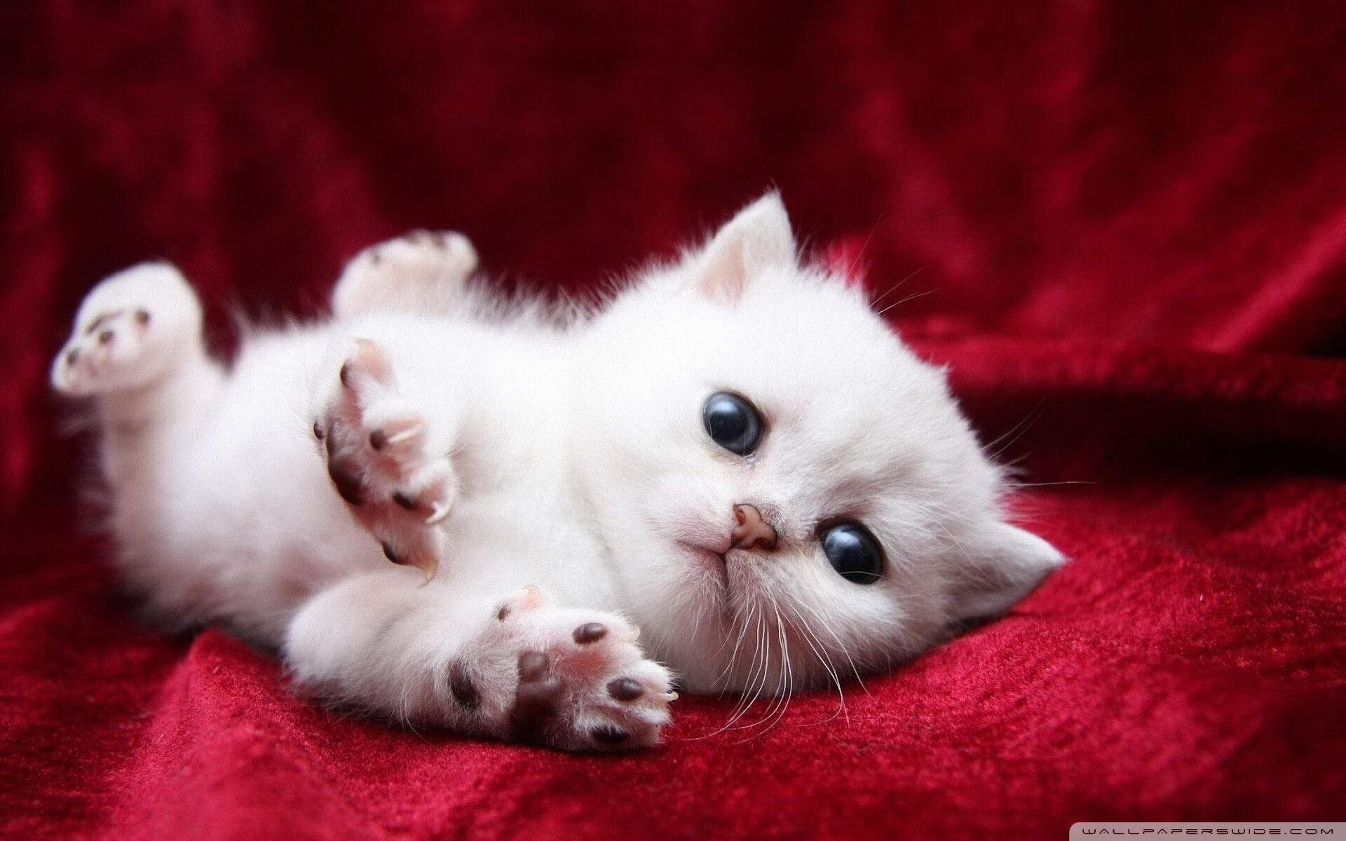 当个人英雄主义撞上集体智慧，卡拉斯科的爆发与荷兰的精密手术