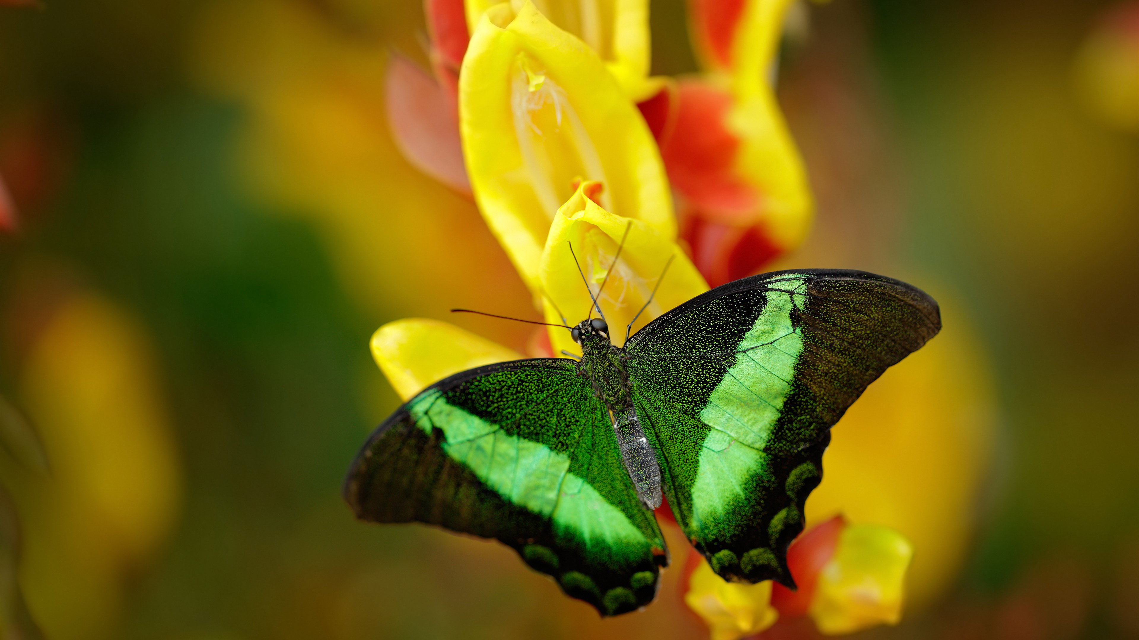 从NBA配角到世界杯霸主，戈贝尔的双面战场