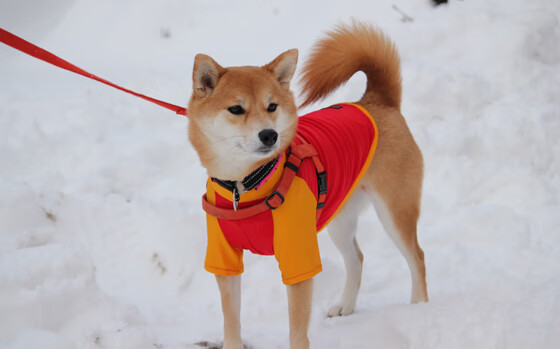 铁骑踏破东欧铁骑，凯塞多一战封神—土耳其惊天逆转背后的新王加冕