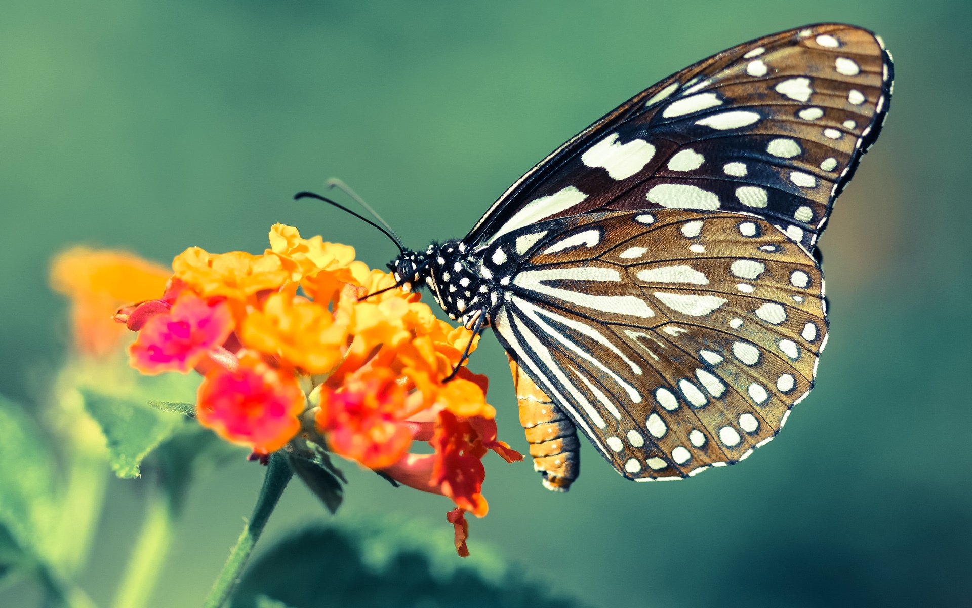 恩比德是坚固的盾，但骑士的矛刺穿了凯尔特人所有的盾