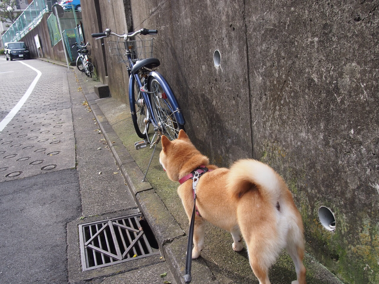 别了热火！宿命积分榜上，塔图姆的完美答卷与吉米的悲壮绝唱