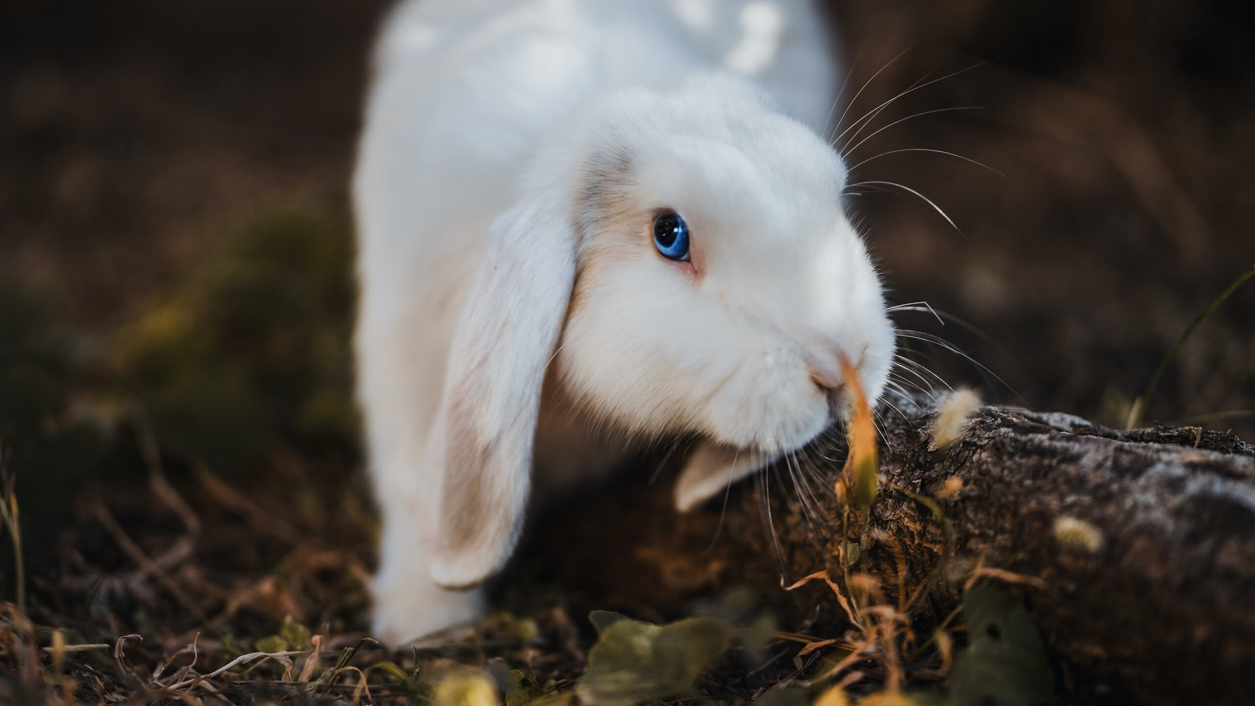 奇迹背后，新一代关键先生诞生