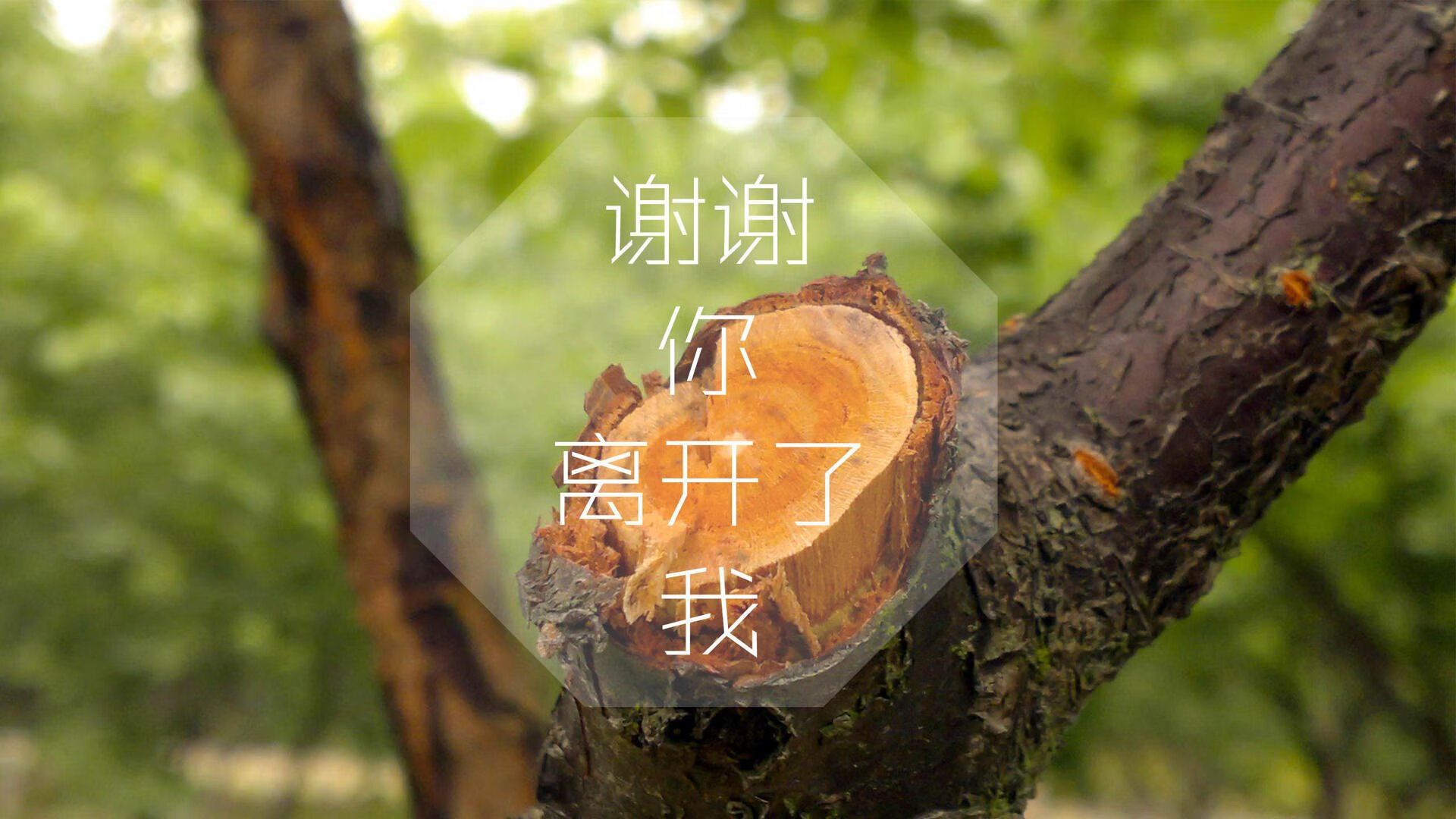 北境之光,一场黑马的成人礼—迪亚斯铁血治军,加拿大如何用胜利重新定义足球第三世界