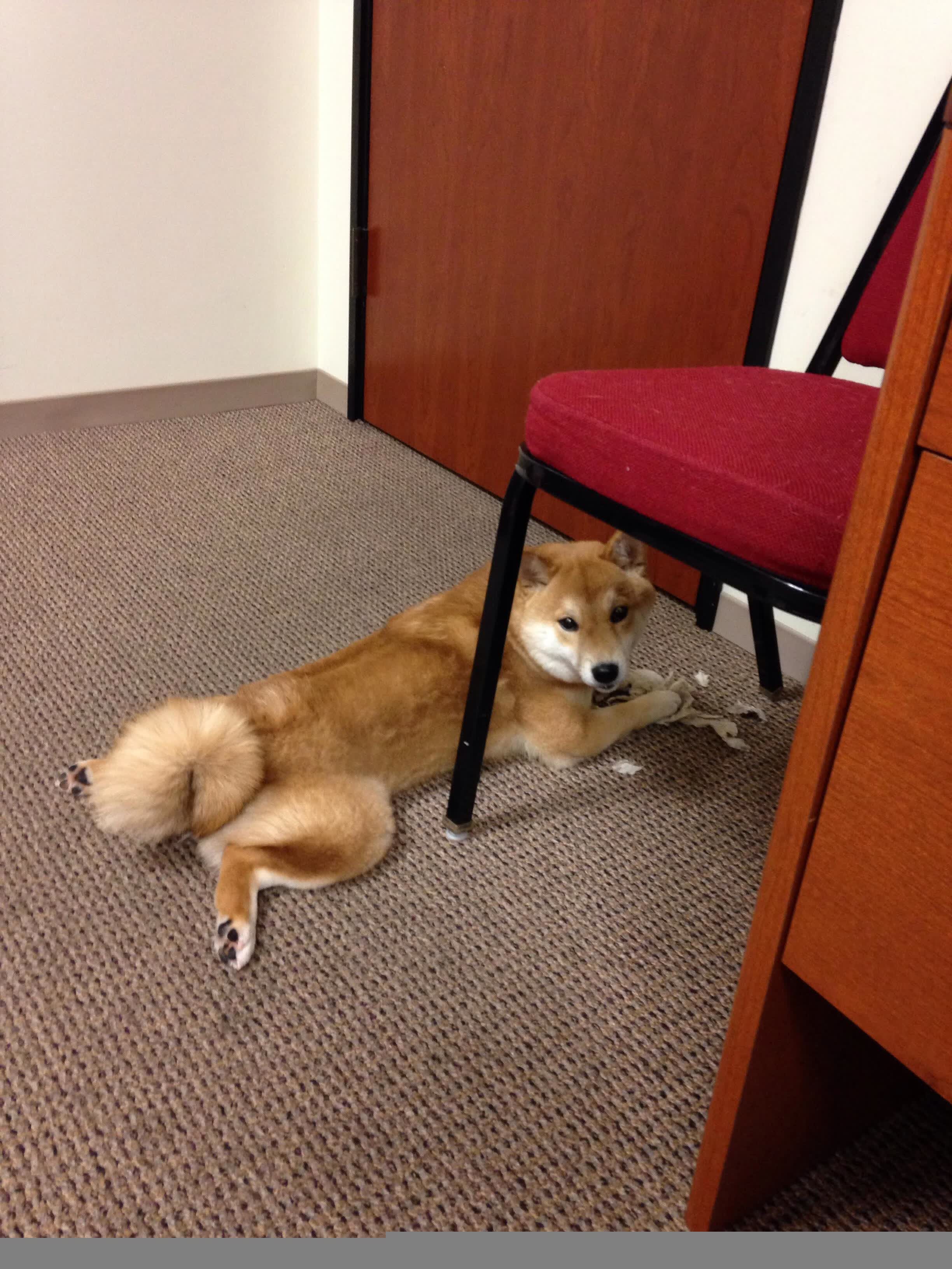 橙色风暴席卷迦太基，当范戴克化身锋线尖刀，葡萄牙用一场非典型大胜定义G组唯一