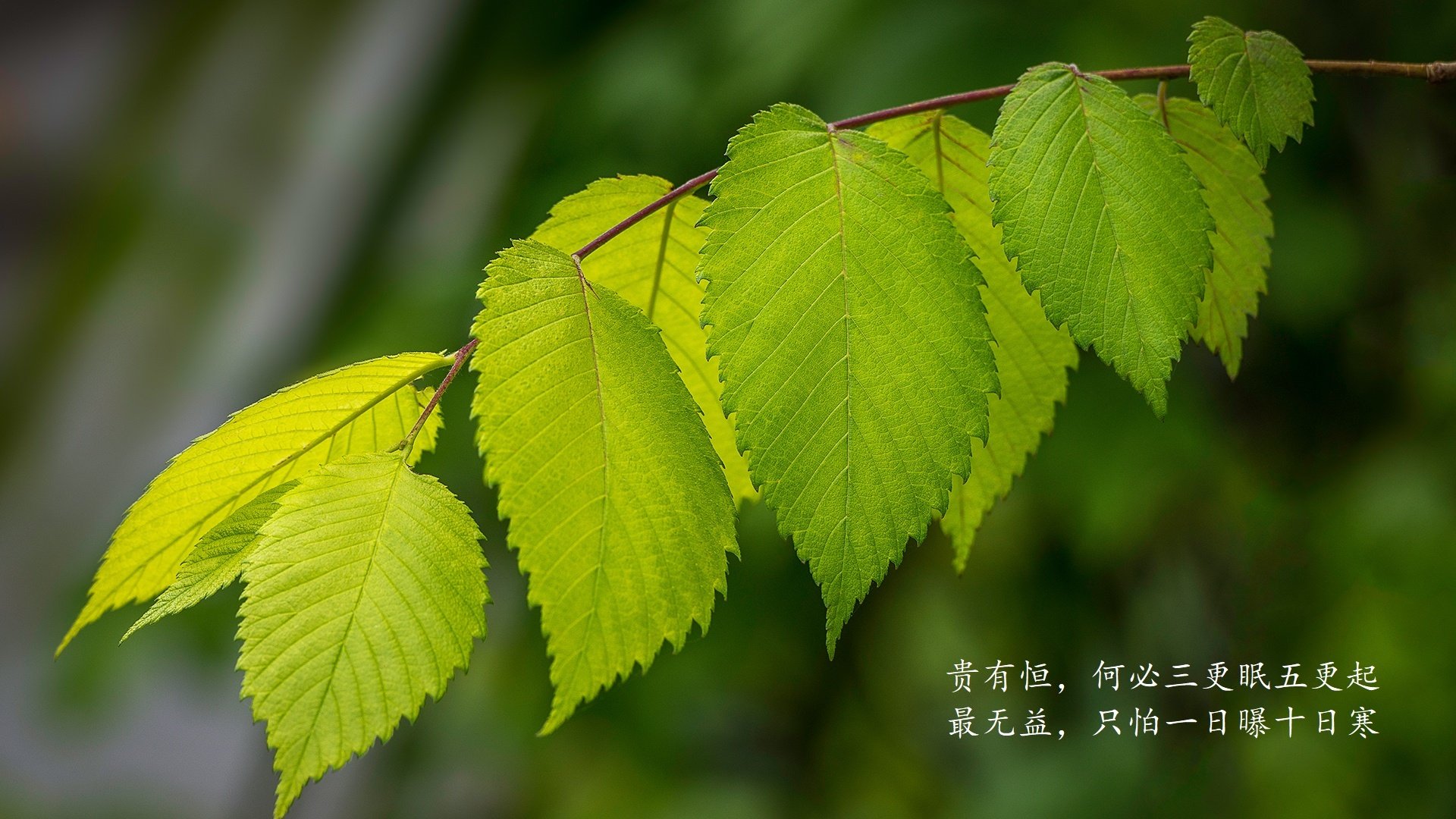 归化巨星闪耀，内马尔独造两球，罗马尼亚2-1险胜尼日利亚，战术大师杰作